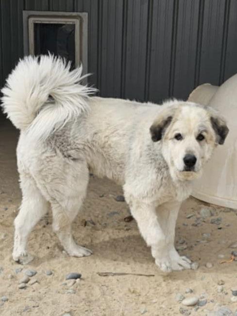 CAMO, a Adopted Great Pyrenees in Peyton, CO image 1/3
