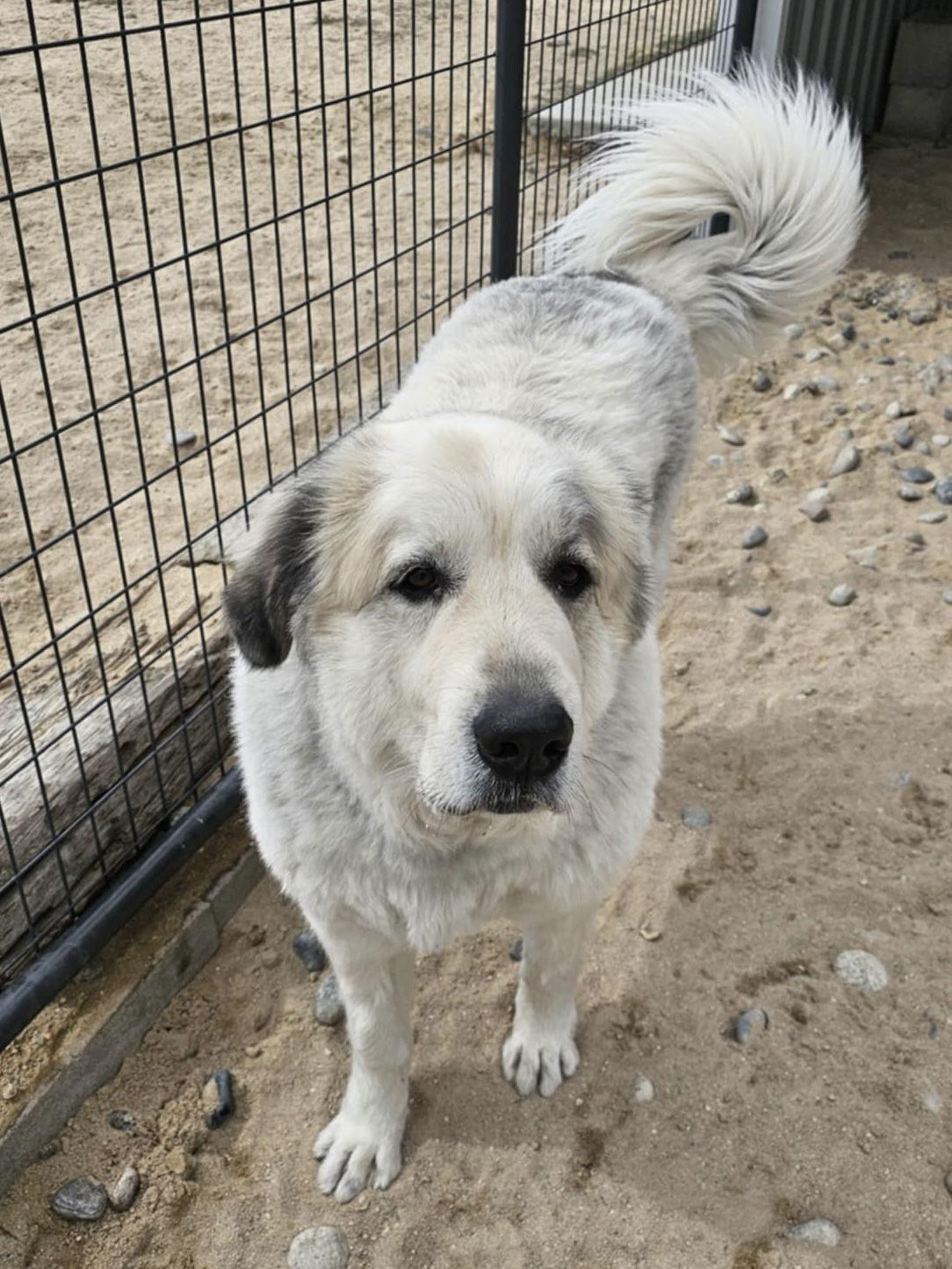 CAMO, a Adopted Great Pyrenees in Peyton, CO image 2/3