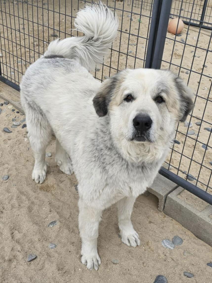CAMO, a Adopted Great Pyrenees in Peyton, CO image 3/3