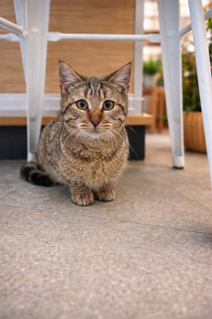 Enlarge Leon, an adopted Tabby in Los Angeles, CA image 3/5