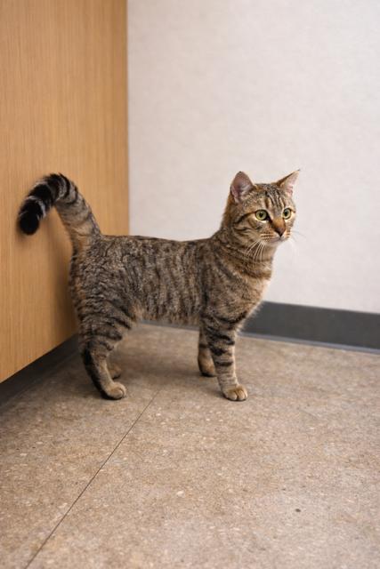 Enlarge Leon, an adopted Tabby in Los Angeles, CA image 2/5