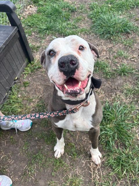 Big Hoss, Adult Male Pit Bull Terrier