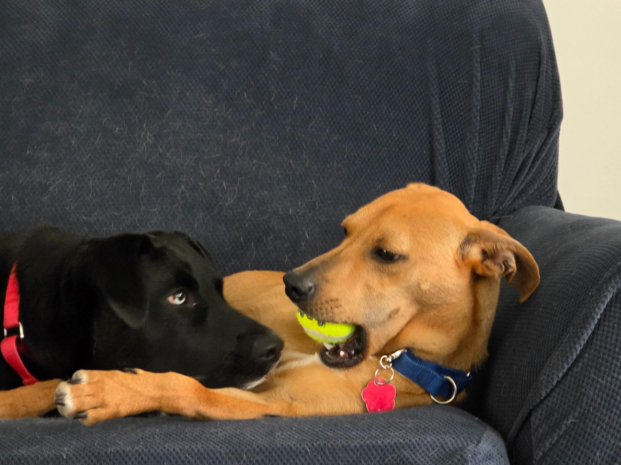 Enlarge Slick- COME MEET!, a Adoptable mixed breed in Medfield, MA image 2/6