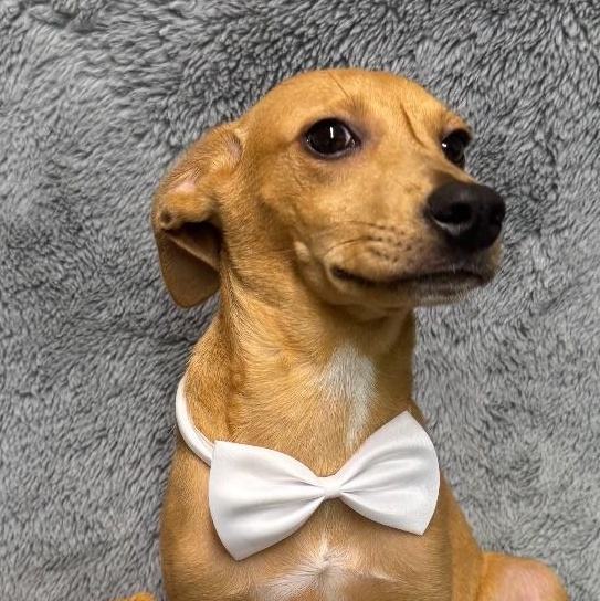 Slick, Adoptable, Puppy Female Hound & Mixed Breed.