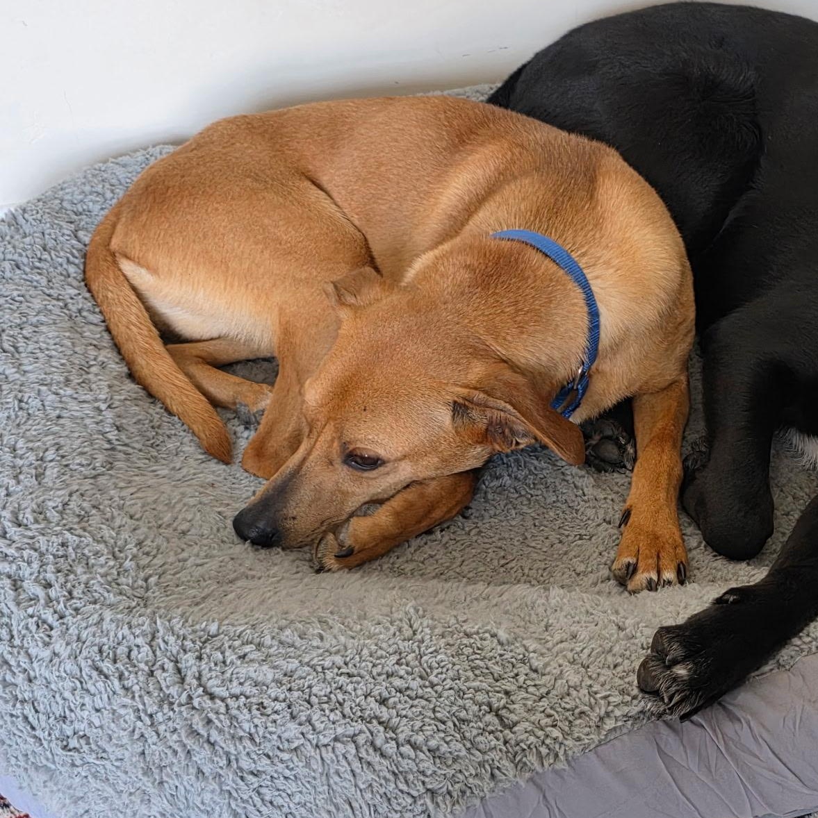 Enlarge Slick- COME MEET!, a Adoptable mixed breed in Medfield, MA image 1/6