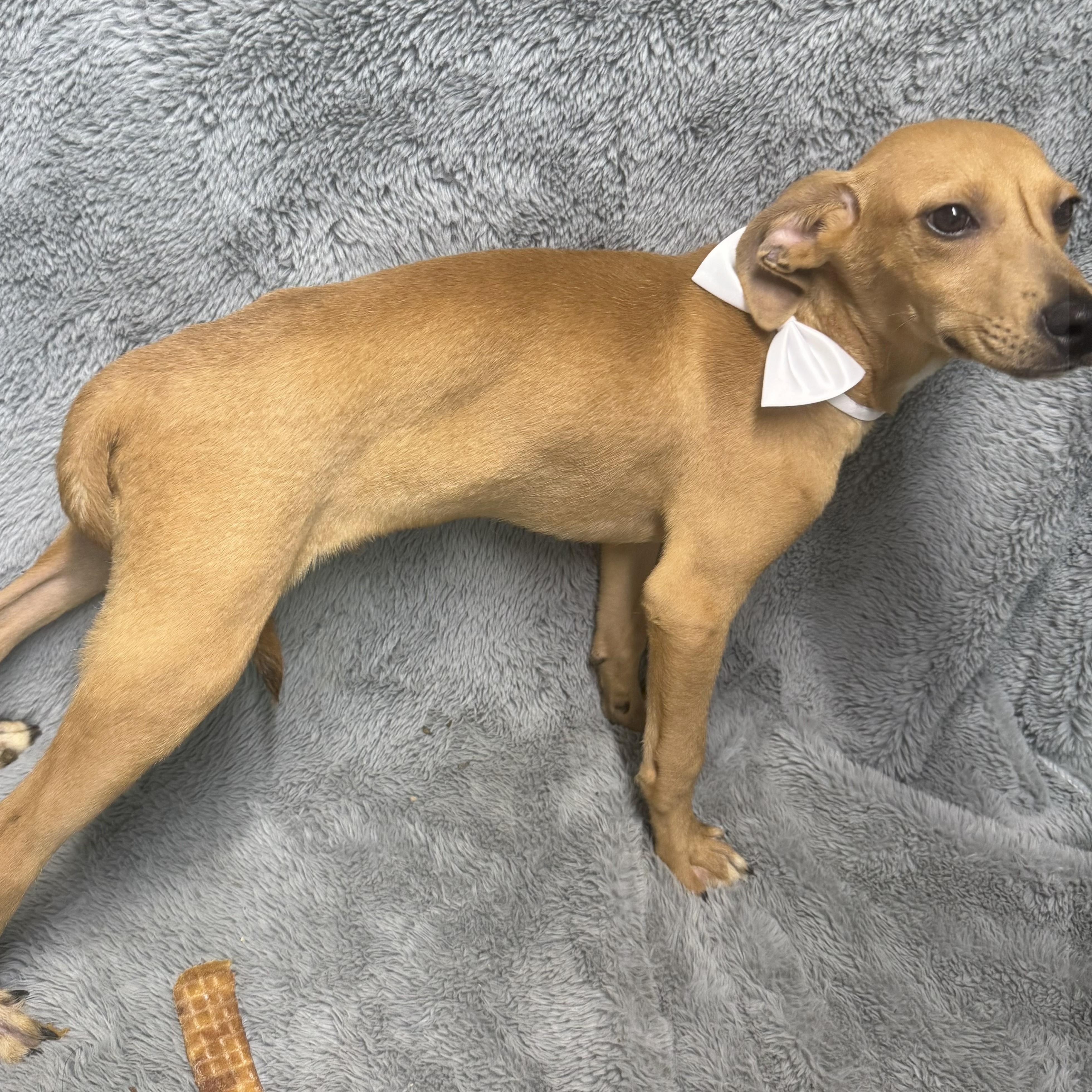 Slick, a Adoptable mixed breed in Medfield, MA image 3/3