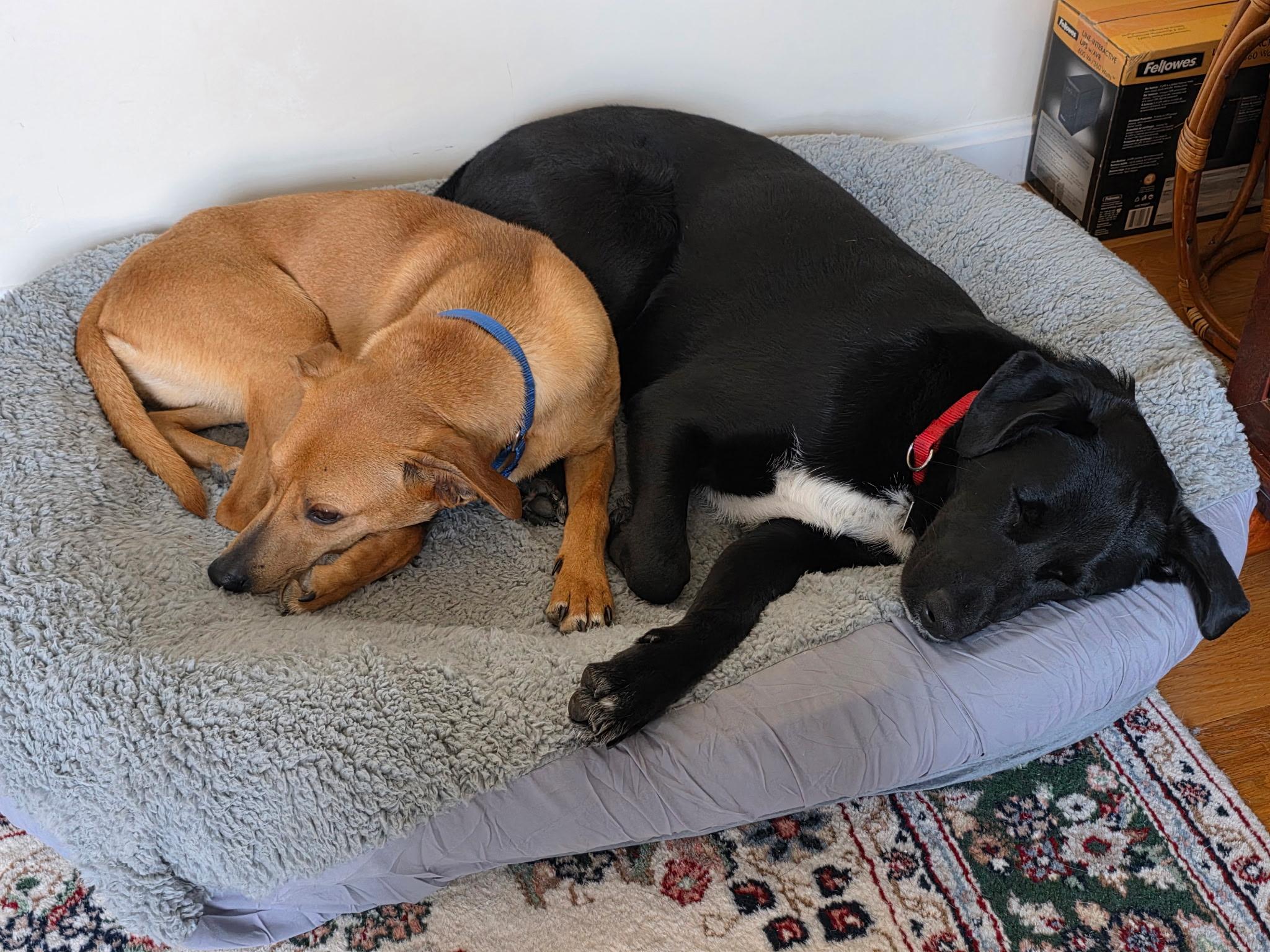 Enlarge Slick- COME MEET!, a Adoptable mixed breed in Medfield, MA image 3/6