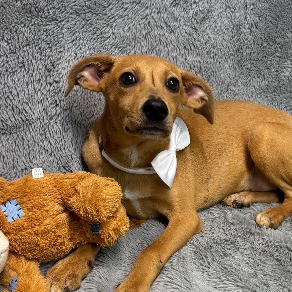 Slick, a Adoptable mixed breed in Medfield, MA image 2/3