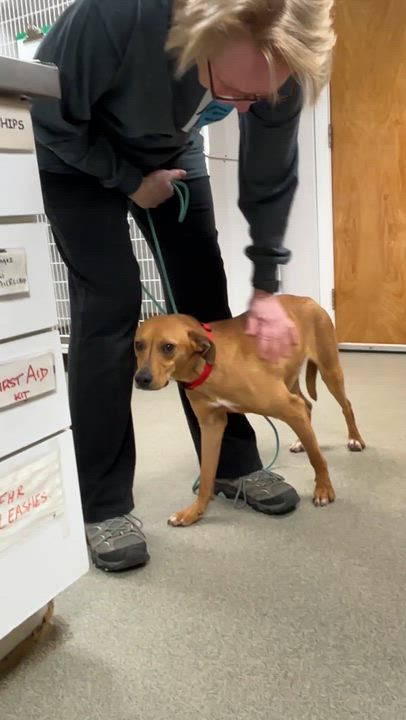 Enlarge Slick- COME MEET!, a Adoptable mixed breed in Medfield, MA video 2/4