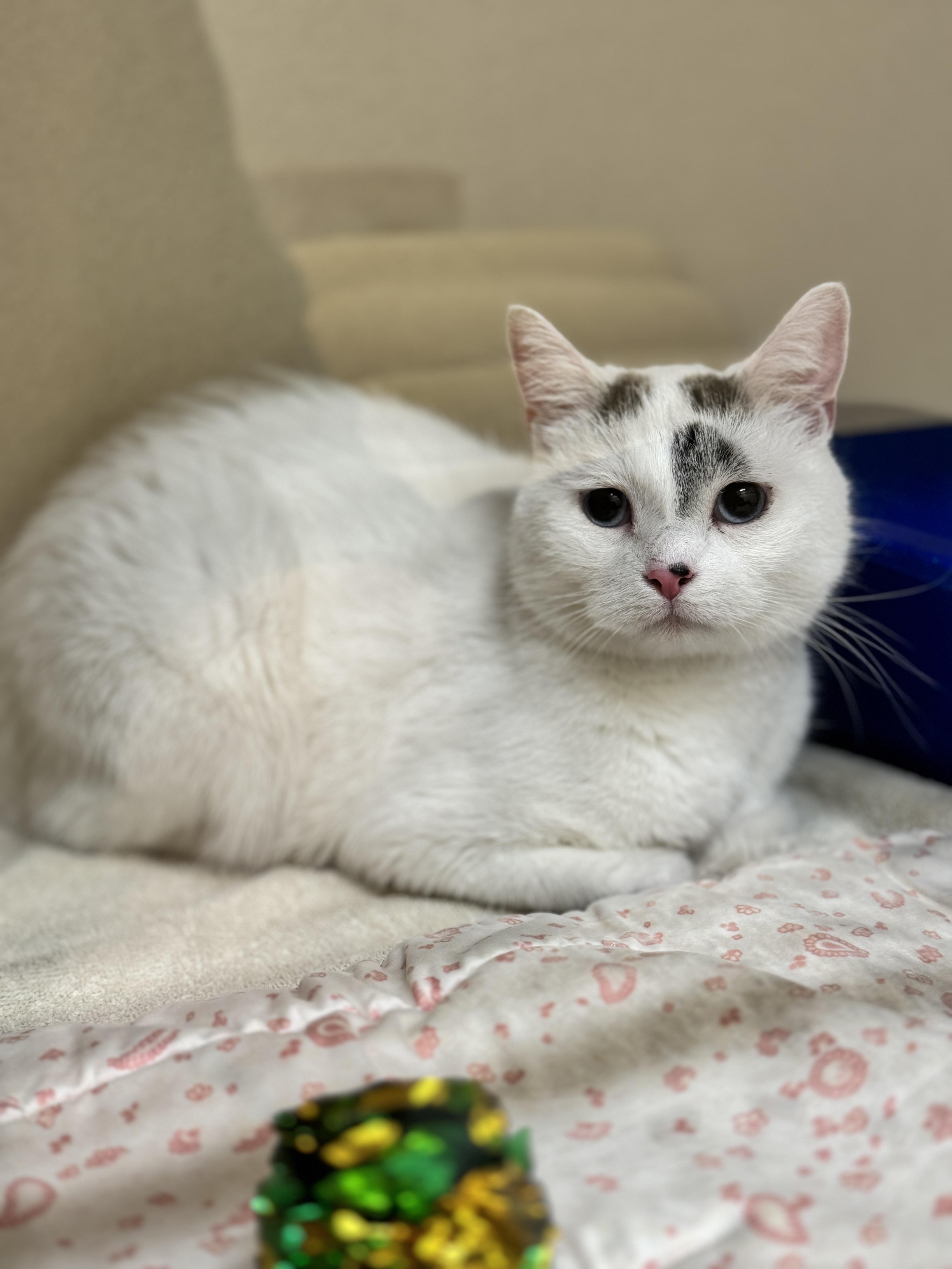 Finnegan, an adoptable Domestic Short Hair in Hackensack, MN, 56452 | Photo Image 2