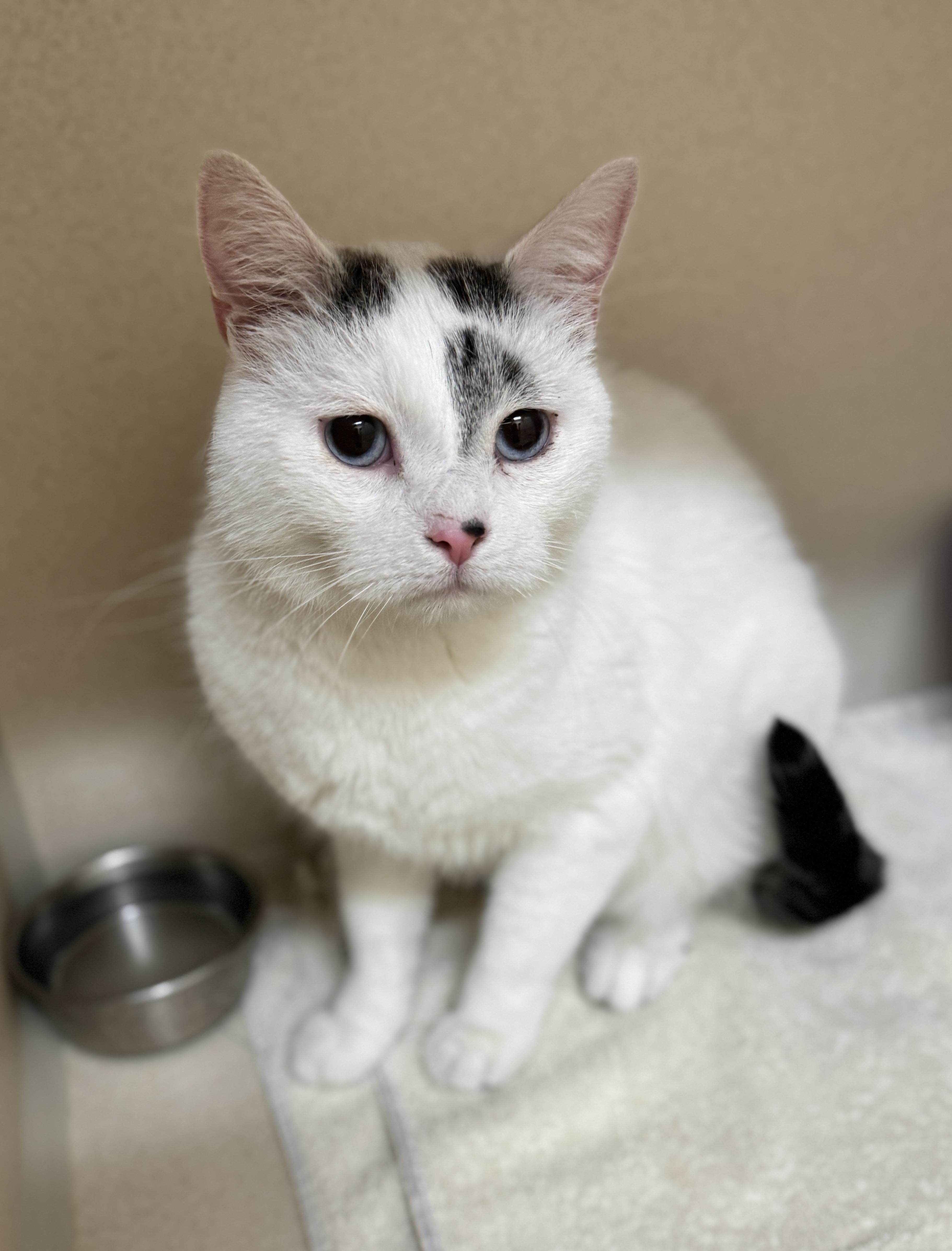 Finnegan, an adoptable Domestic Short Hair in Hackensack, MN, 56452 | Photo Image 1