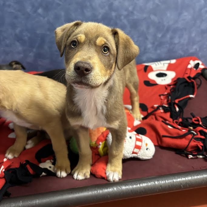 Sebastian, adopted, Puppy Male Shepherd.