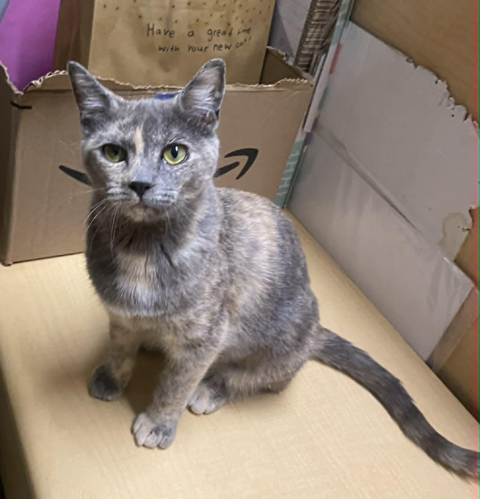 Enlarge Annie and Tabasca, a ADOPTABLE Dilute Tortoiseshell in Yuba City, CA image 2/3