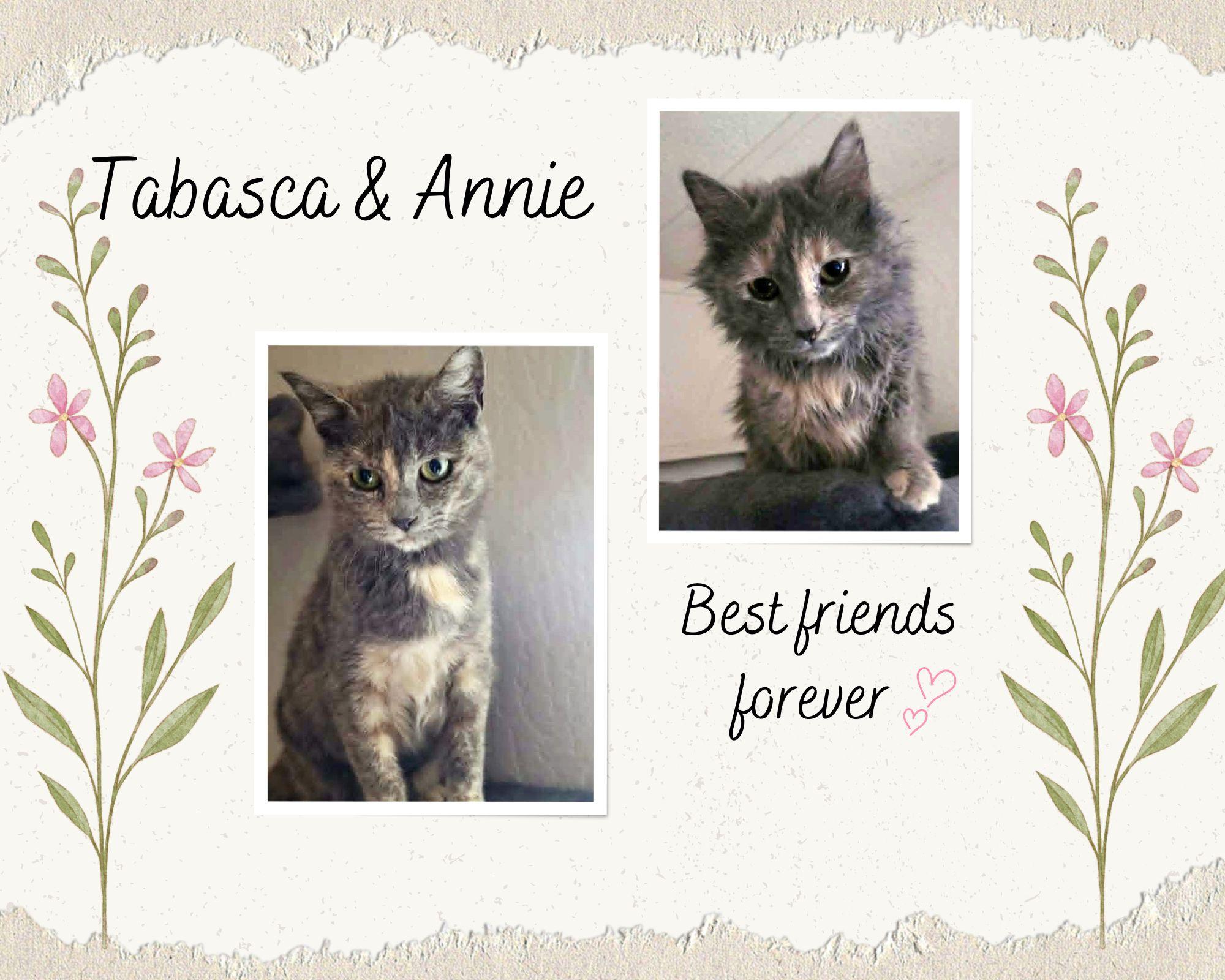 Annie and Tabasca, ADOPTABLE, Young Female Dilute Tortoiseshell.