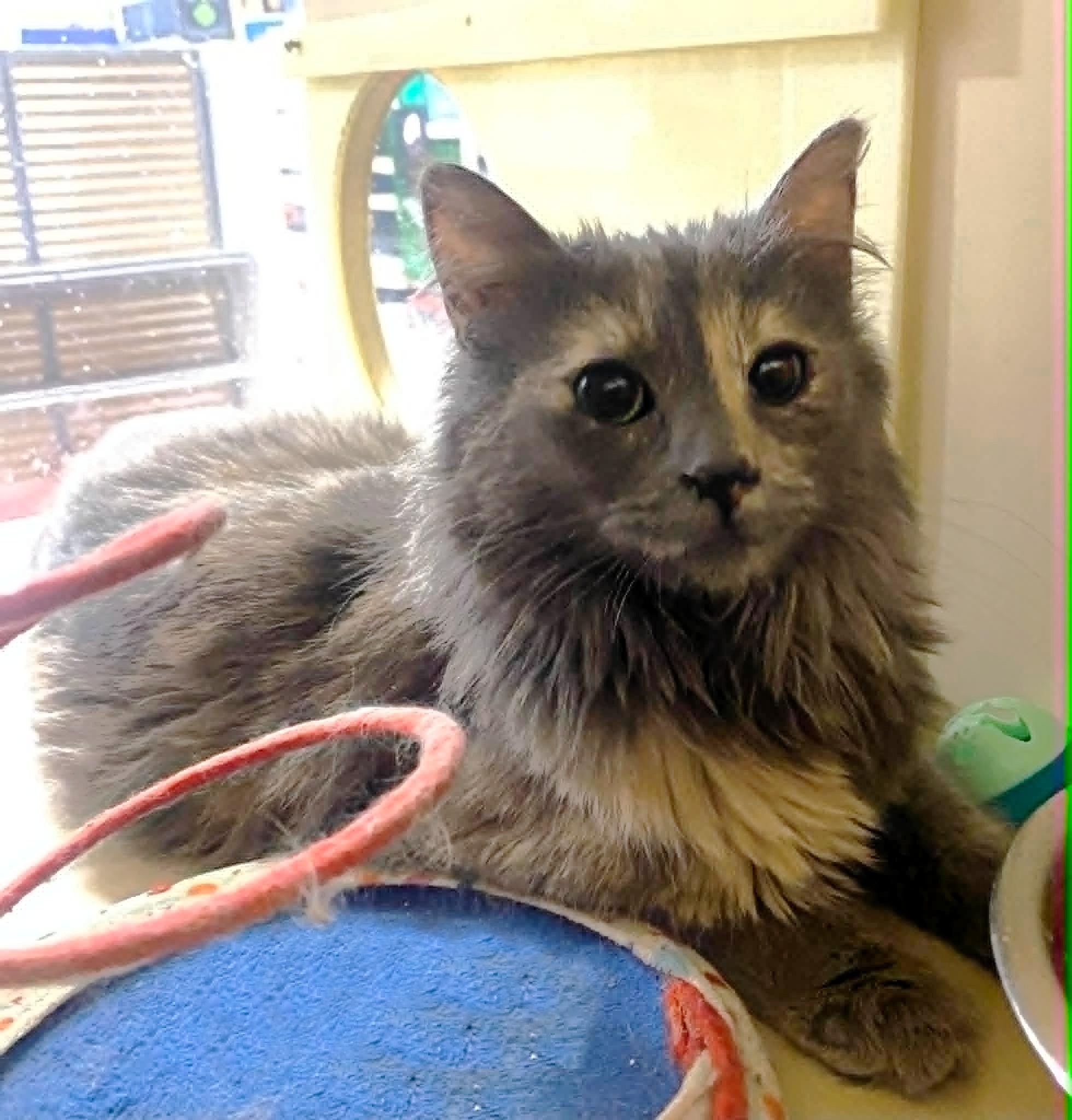 Enlarge Annie and Tabasca, a ADOPTABLE Dilute Tortoiseshell in Yuba City, CA image 3/3