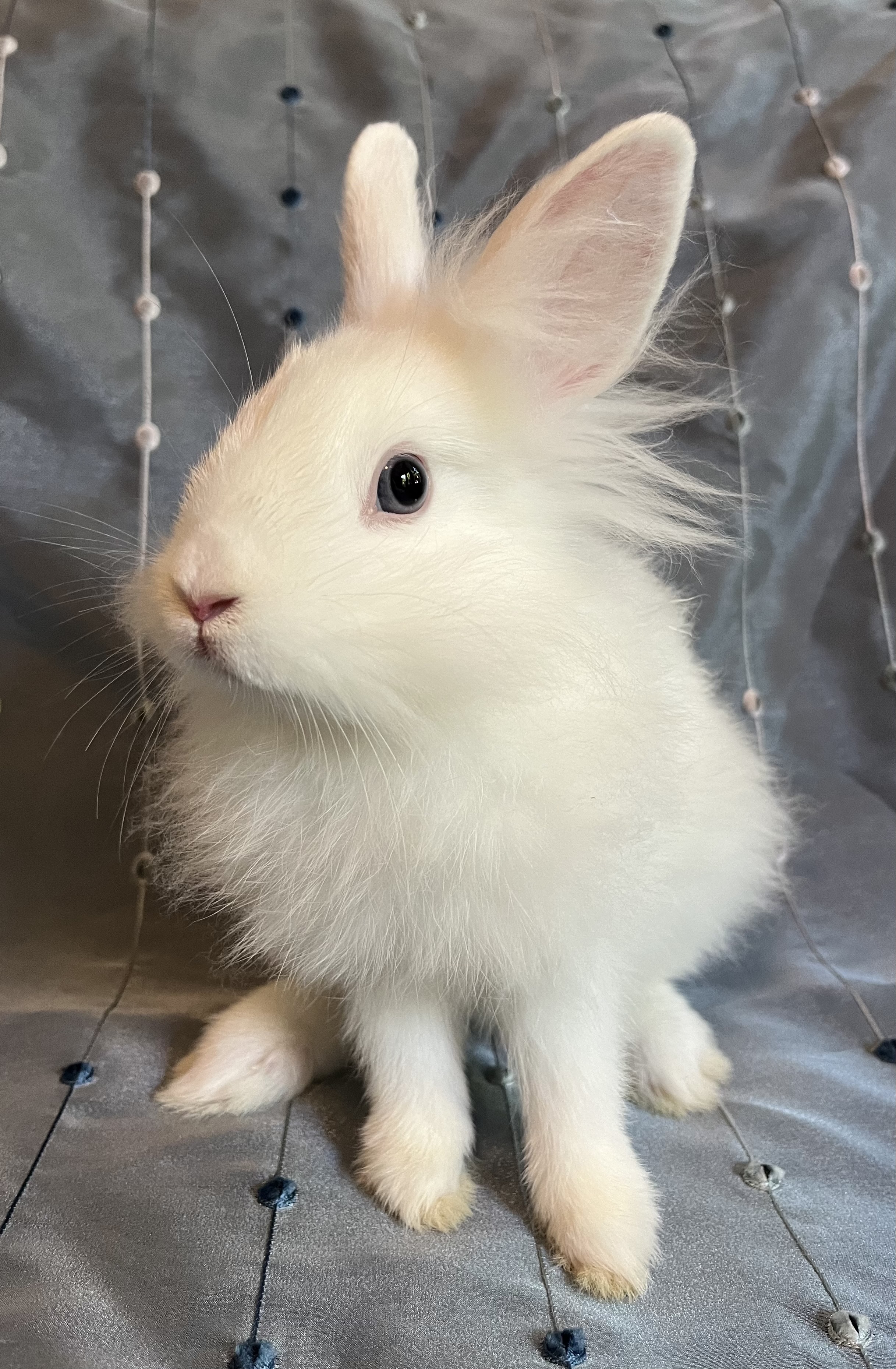 Rabbit for adoption Meringue, a Lionhead in Livermore, CA Petfinder