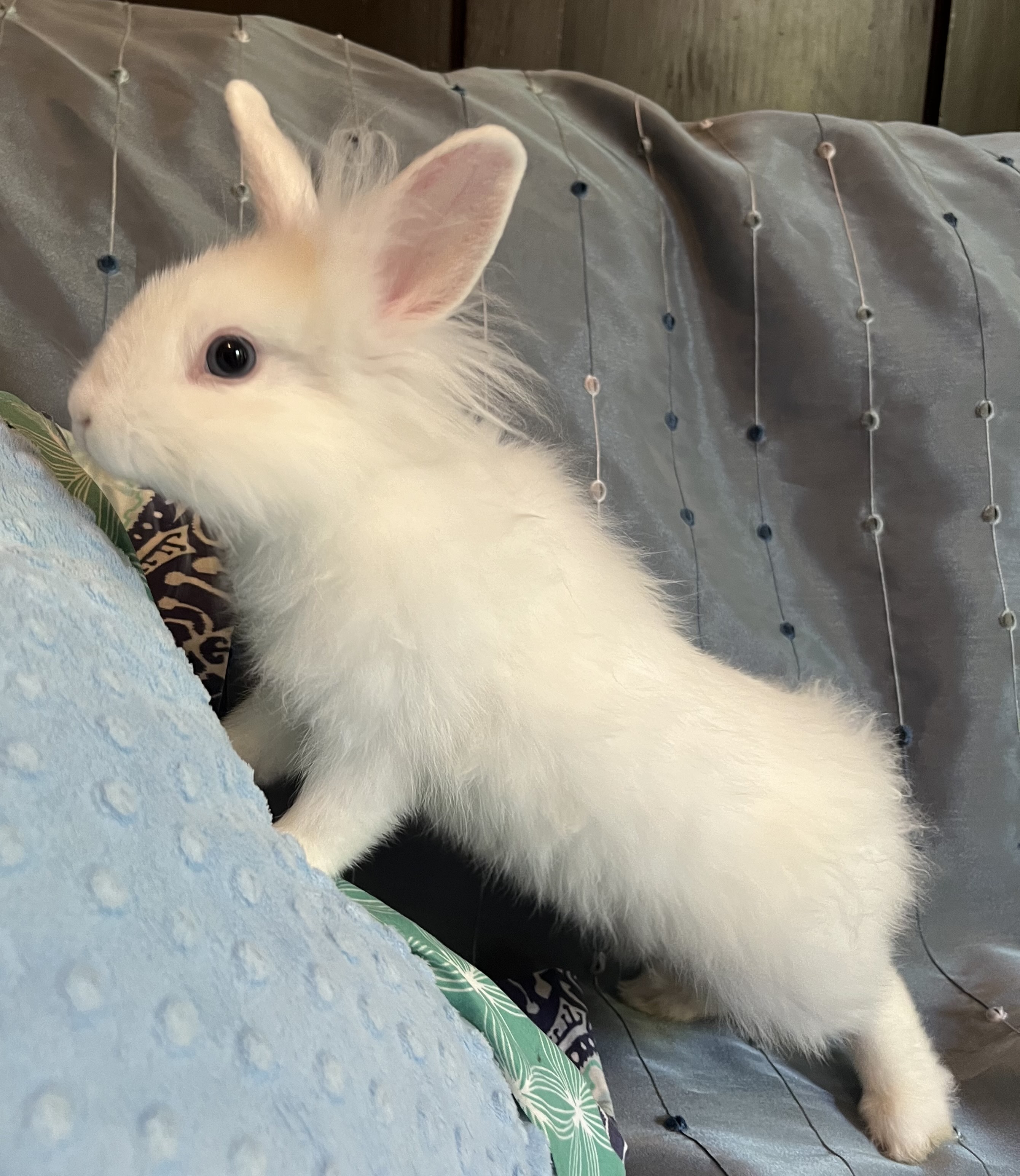Rabbit for adoption Meringue, a Lionhead in Livermore, CA Petfinder