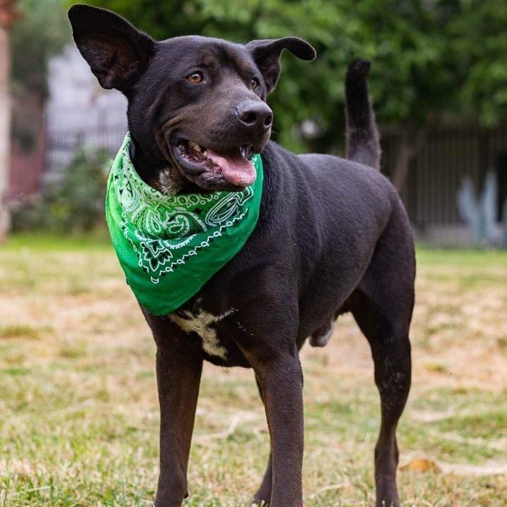 Pawblito , a Adoptable mixed breed in Palm Desert, CA image 3/6