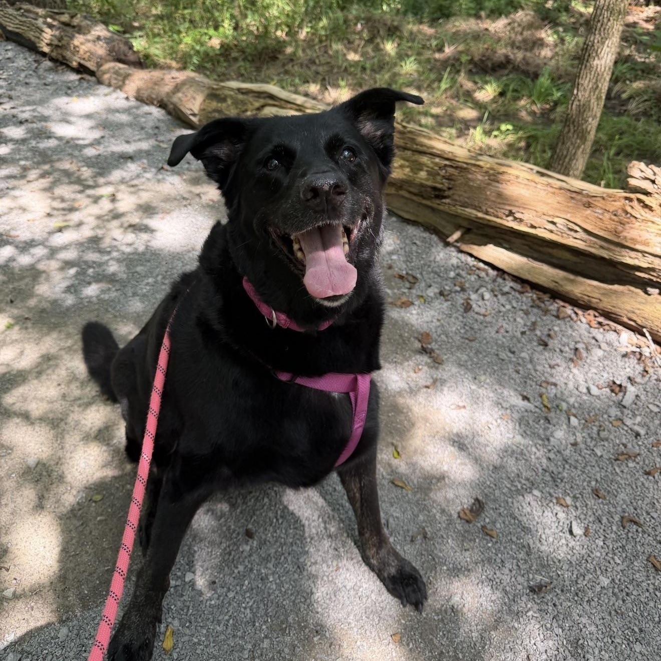 Violet, Adopted, Senior Female Black Labrador Retriever.