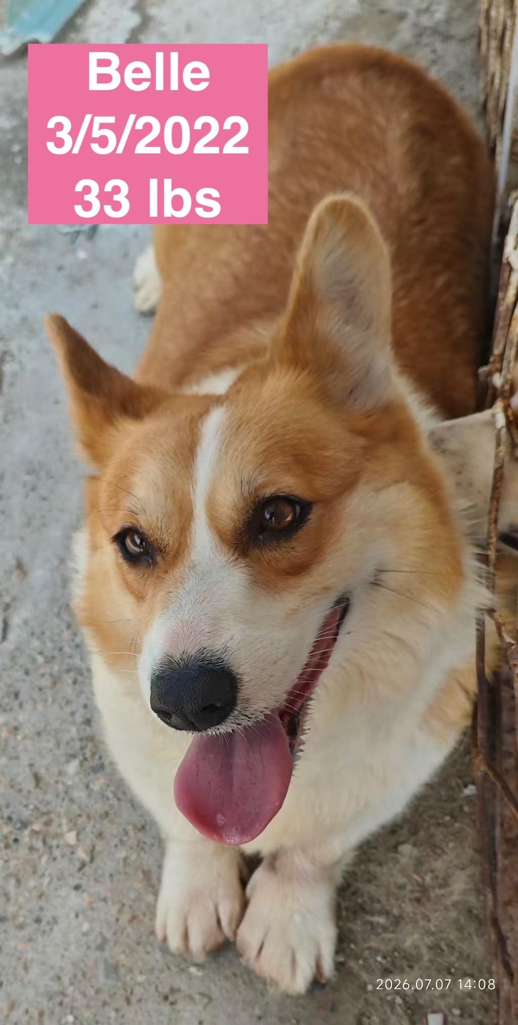 Belle, a ADOPTABLE Corgi in West Hollywood, CA image 2/4