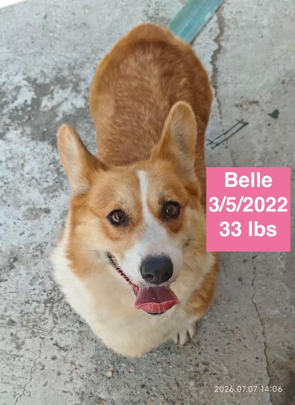 Belle, a ADOPTABLE Corgi in West Hollywood, CA image 4/4