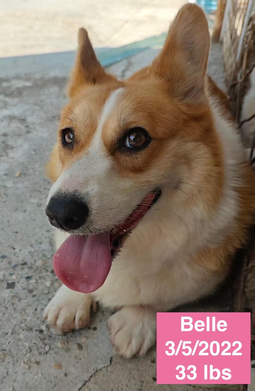 Belle, a ADOPTABLE Corgi in West Hollywood, CA image 3/4