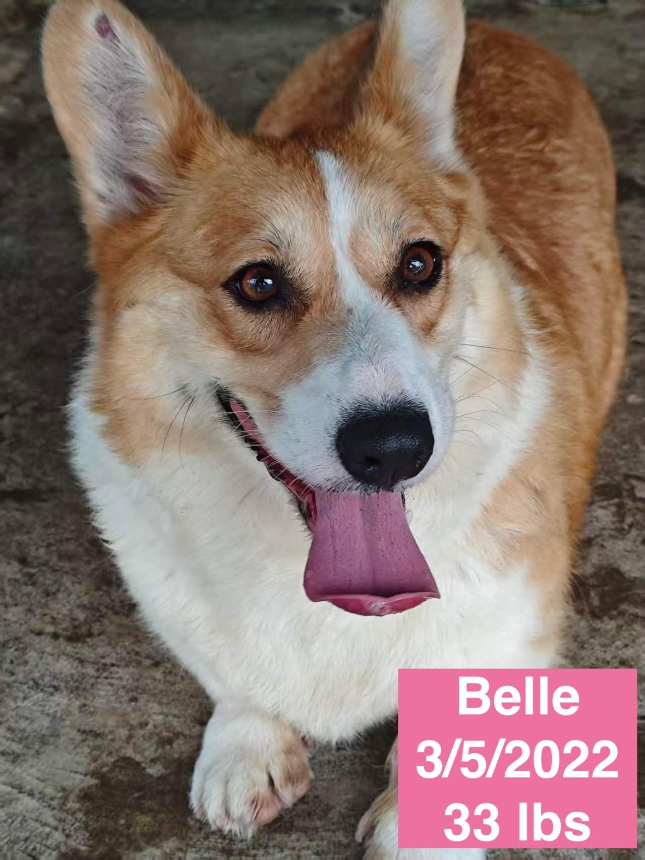 Belle, ADOPTABLE, Young Female Corgi.