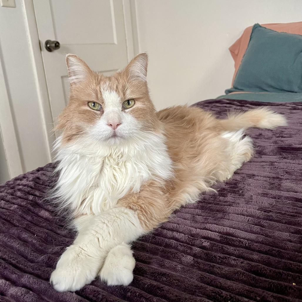 Oliver--In Foster — thumbnail 4