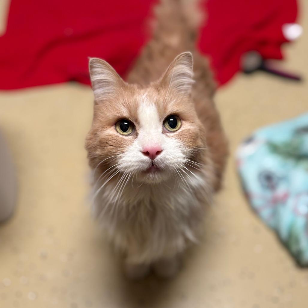 Oliver--In Foster — thumbnail 5