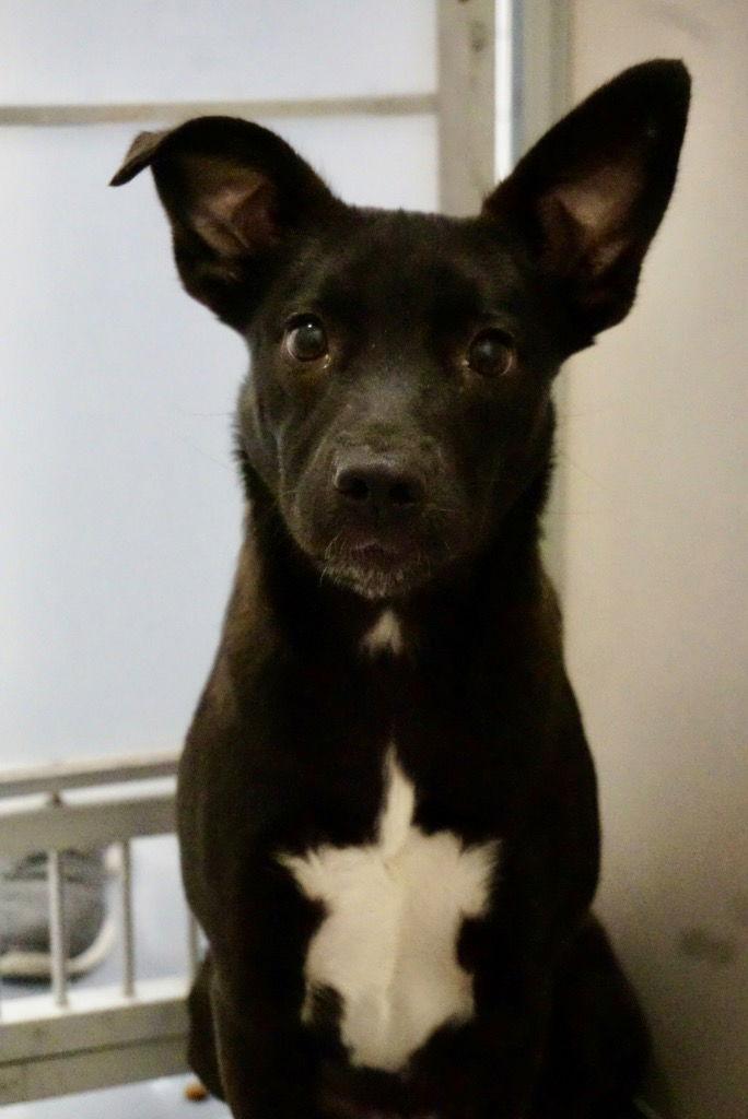 Enlarge Kit, a Adoptable Terrier in Saint George, UT image 1/1