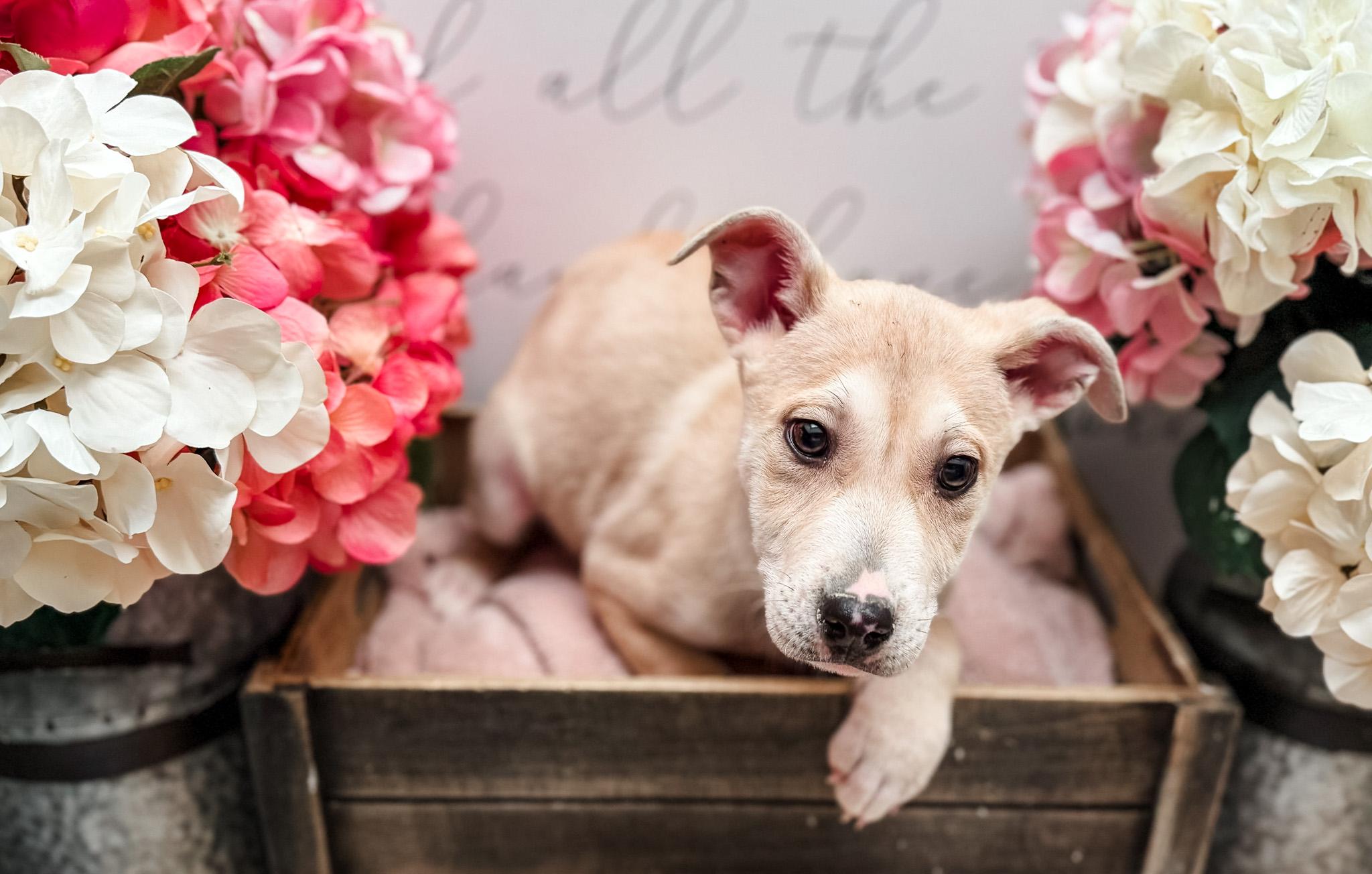 Burmilla , Adoptable, Young Female Labrador Retriever.