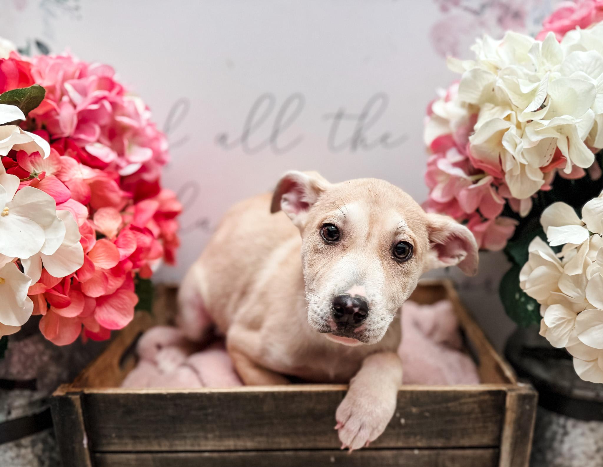 Enlarge Burmilla , a Adoptable Labrador Retriever in Newberg, OR image 2/2