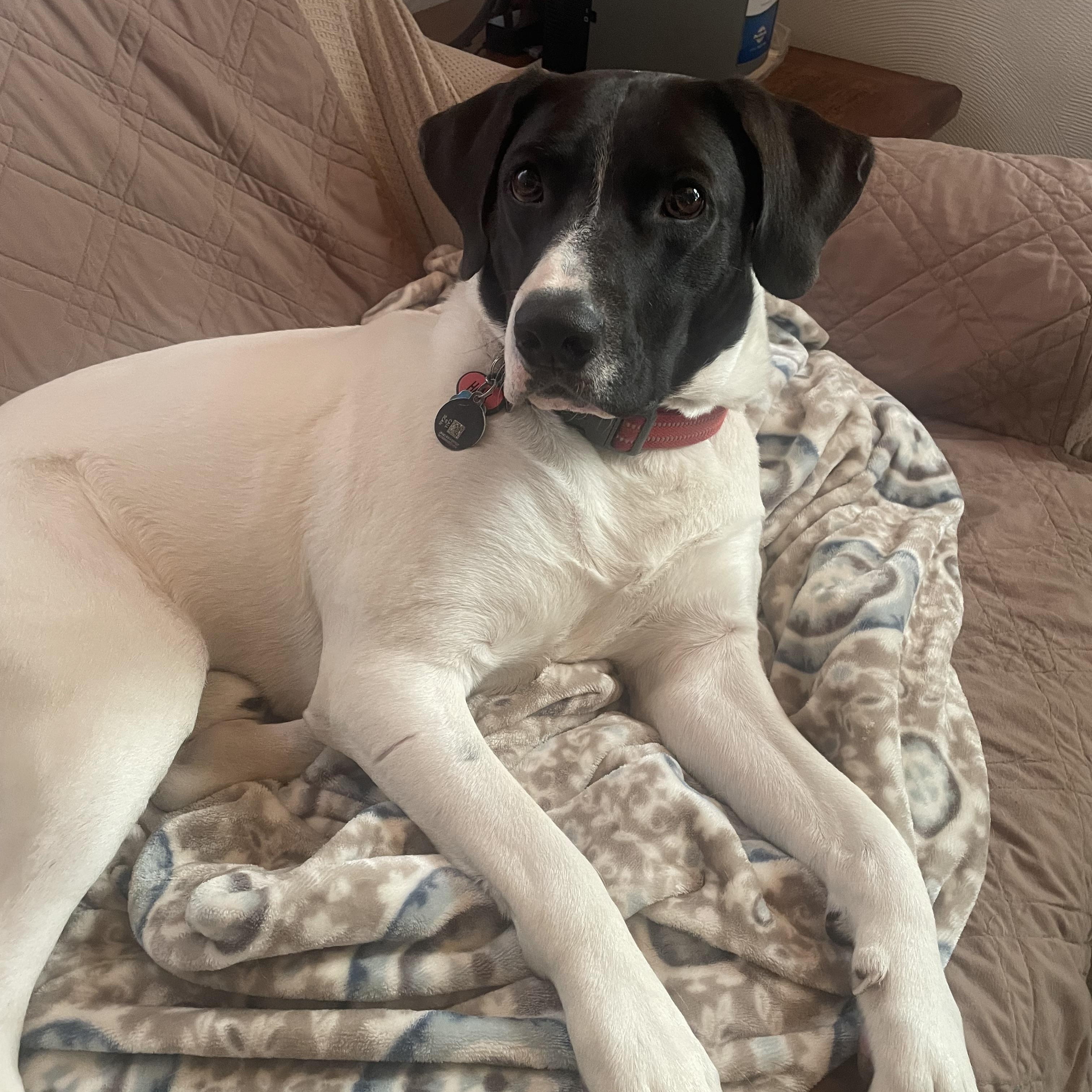 Enlarge Hank, a Adoptable mixed breed in Hillsdale, NY image 3/5