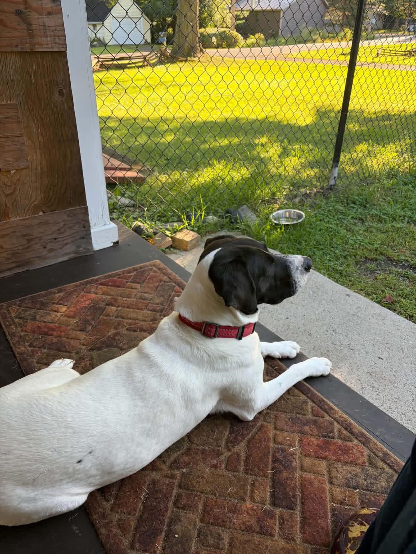 Enlarge Hank, a Adoptable mixed breed in Hillsdale, NY image 2/5