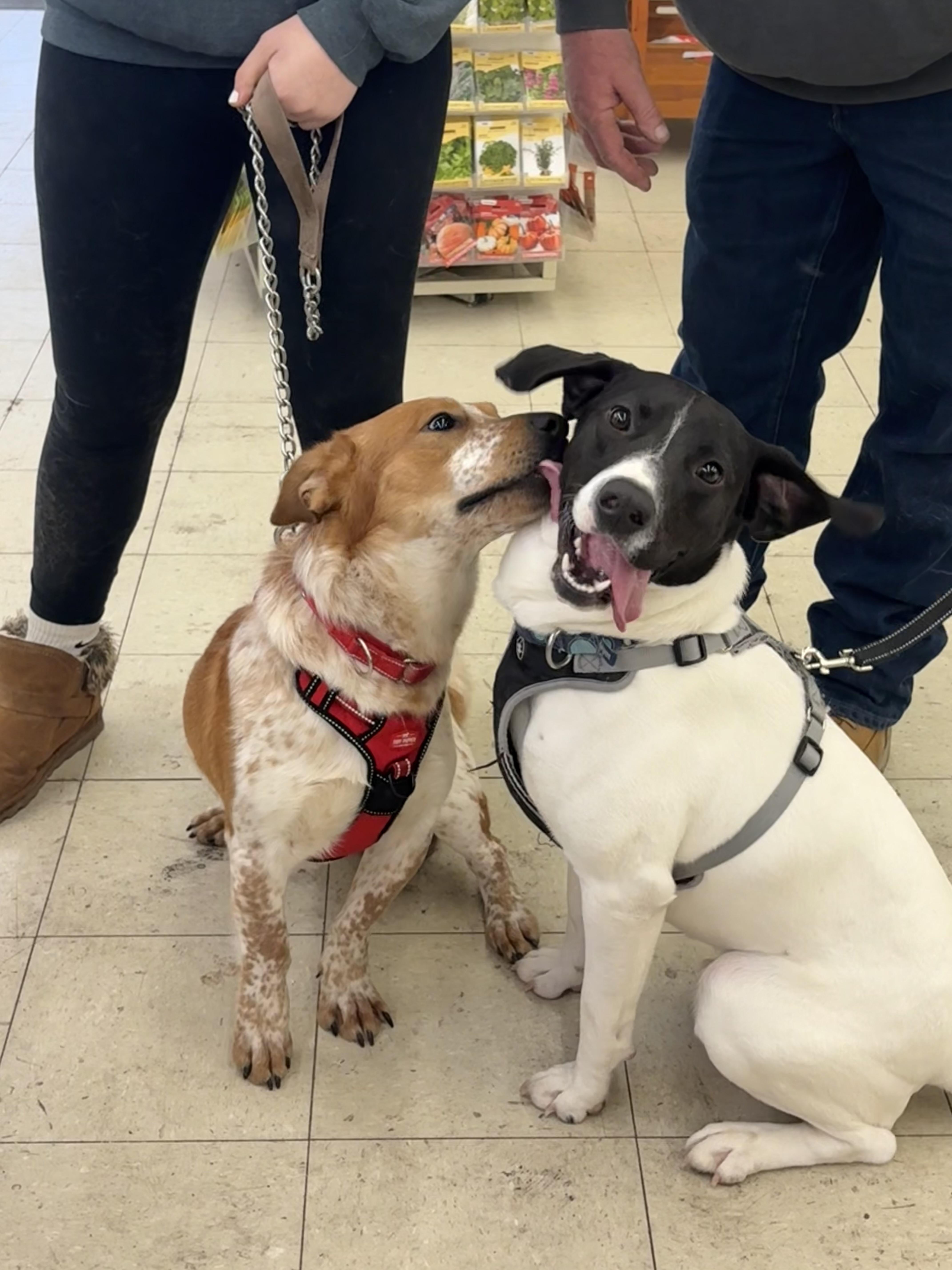 Enlarge Hank, a Adoptable mixed breed in Hillsdale, NY image 4/5