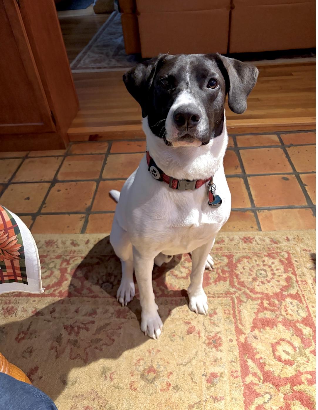 Enlarge Hank, a Adoptable mixed breed in Hillsdale, NY image 1/5