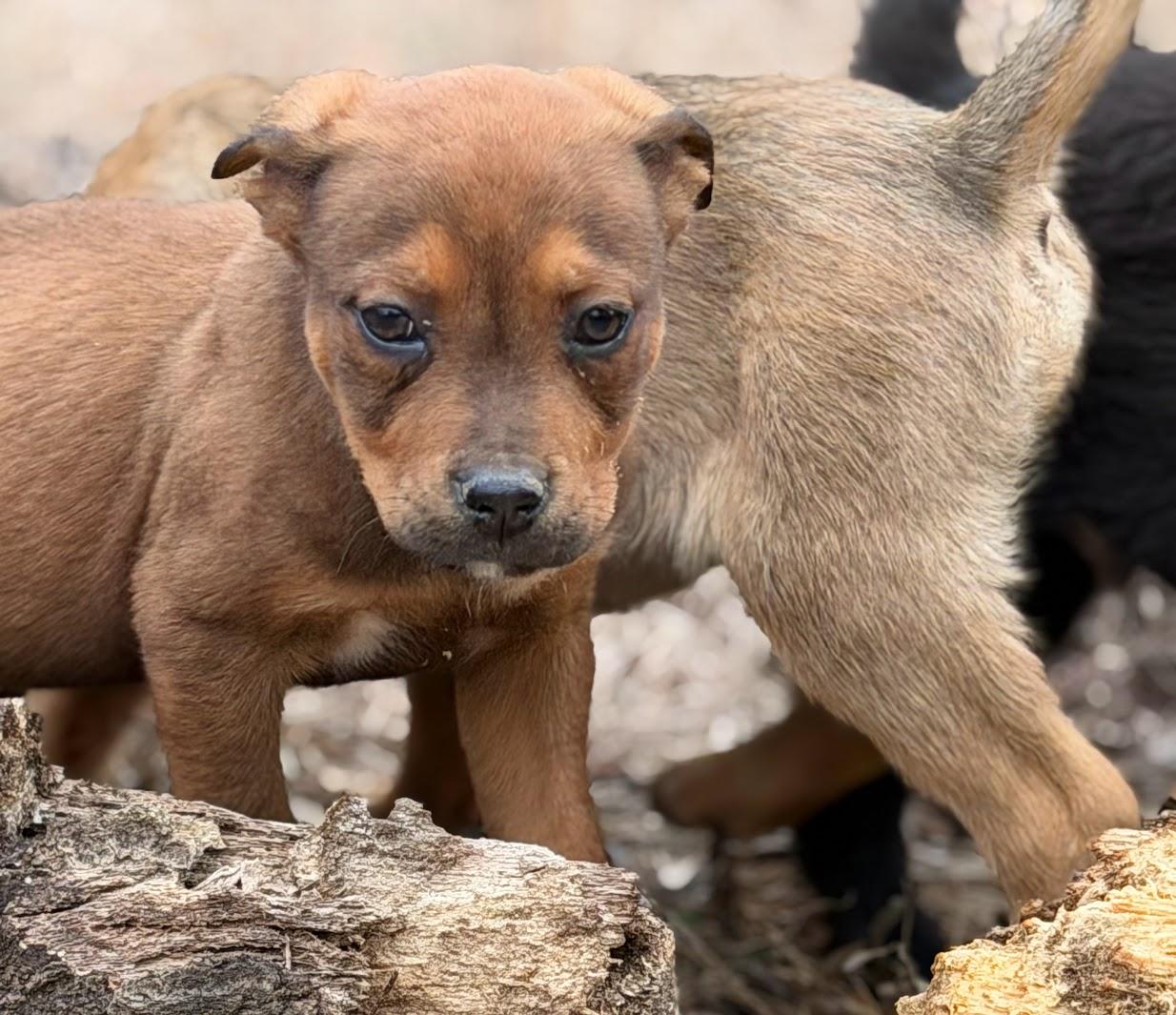 HENRY — thumbnail 2