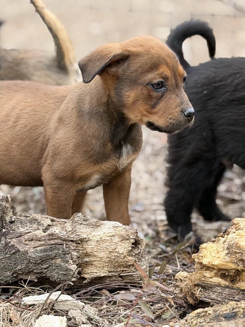 HENRY — thumbnail 3