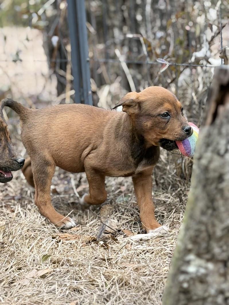 HENRY — thumbnail 6