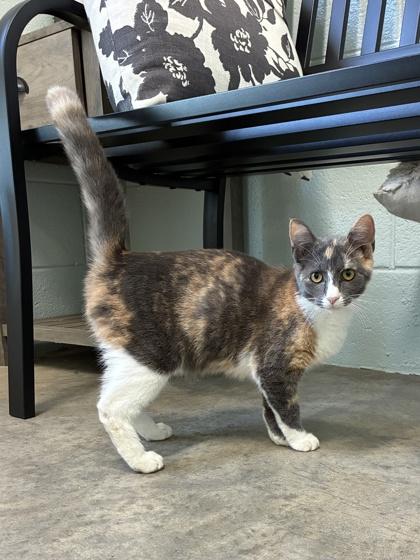 25-132 Sylvia, Adoptable, Adult Female Domestic Short Hair & Domestic Short Hair.