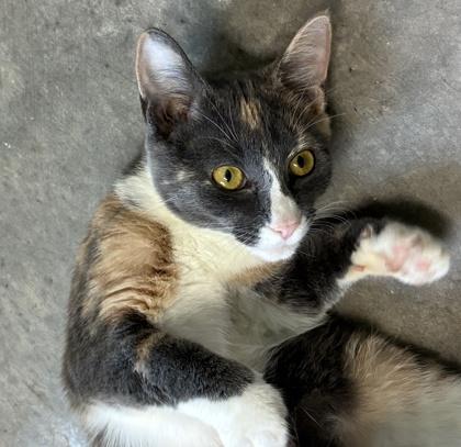 25-132 Sylvia, a Adoptable Domestic Short Hair in Barnesville, GA image 2/3