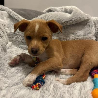 Enlarge Patrick Carney, a Adoptable mixed breed in Redmond, WA image 2/3