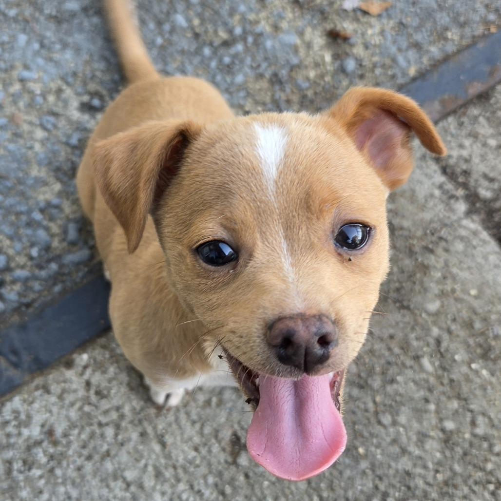Enlarge Patrick Carney, a Adoptable mixed breed in Redmond, WA image 3/3