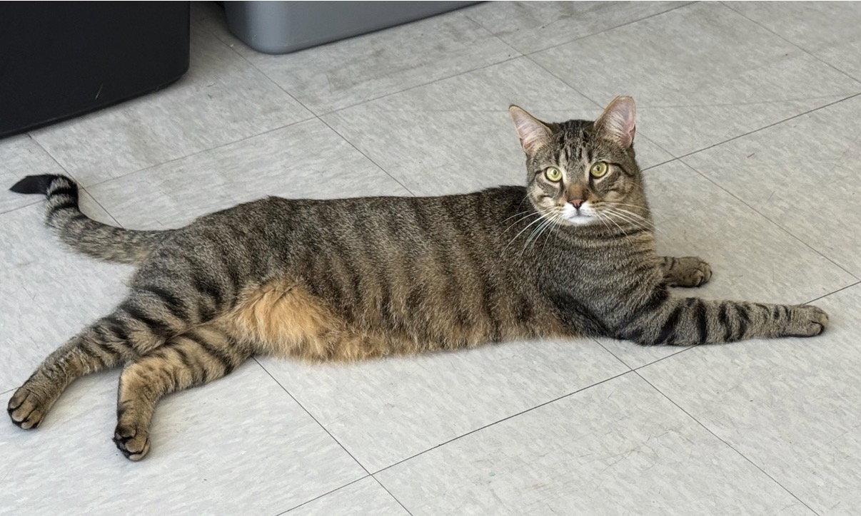 Jacob, a Adopted Domestic Short Hair in Newtown Square, PA image 1/3