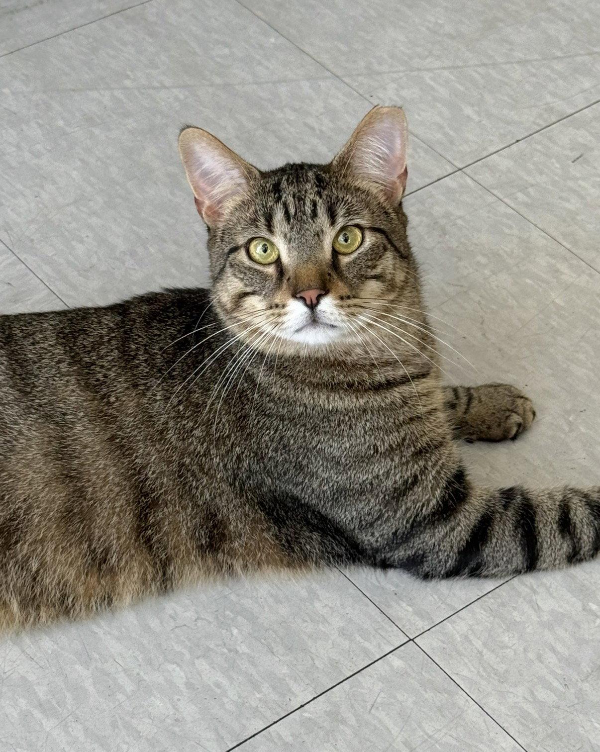 Jacob, a Adopted Domestic Short Hair in Newtown Square, PA image 2/3