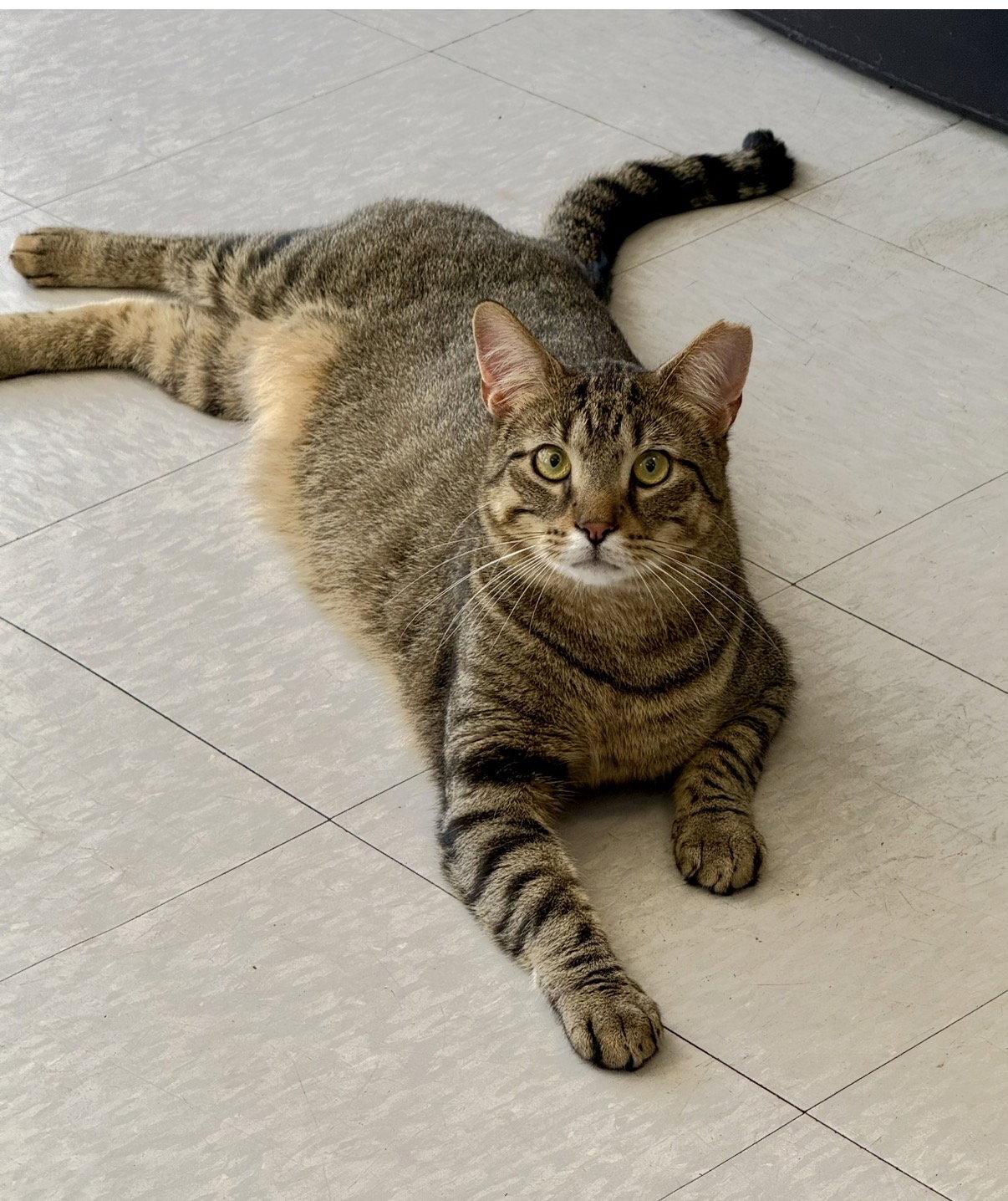 Jacob, a Adopted Domestic Short Hair in Newtown Square, PA image 3/3