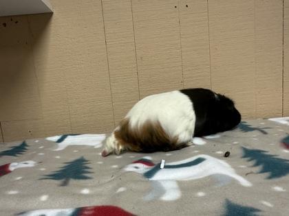 Pippins, a Adoptable mixed breed in Eugene, OR image 1/3