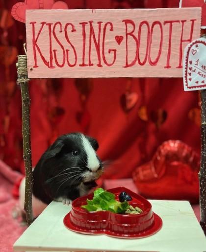 Pippins, a Adoptable mixed breed in Eugene, OR image 2/3