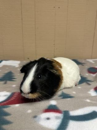 Pippins, a Adoptable mixed breed in Eugene, OR image 3/3