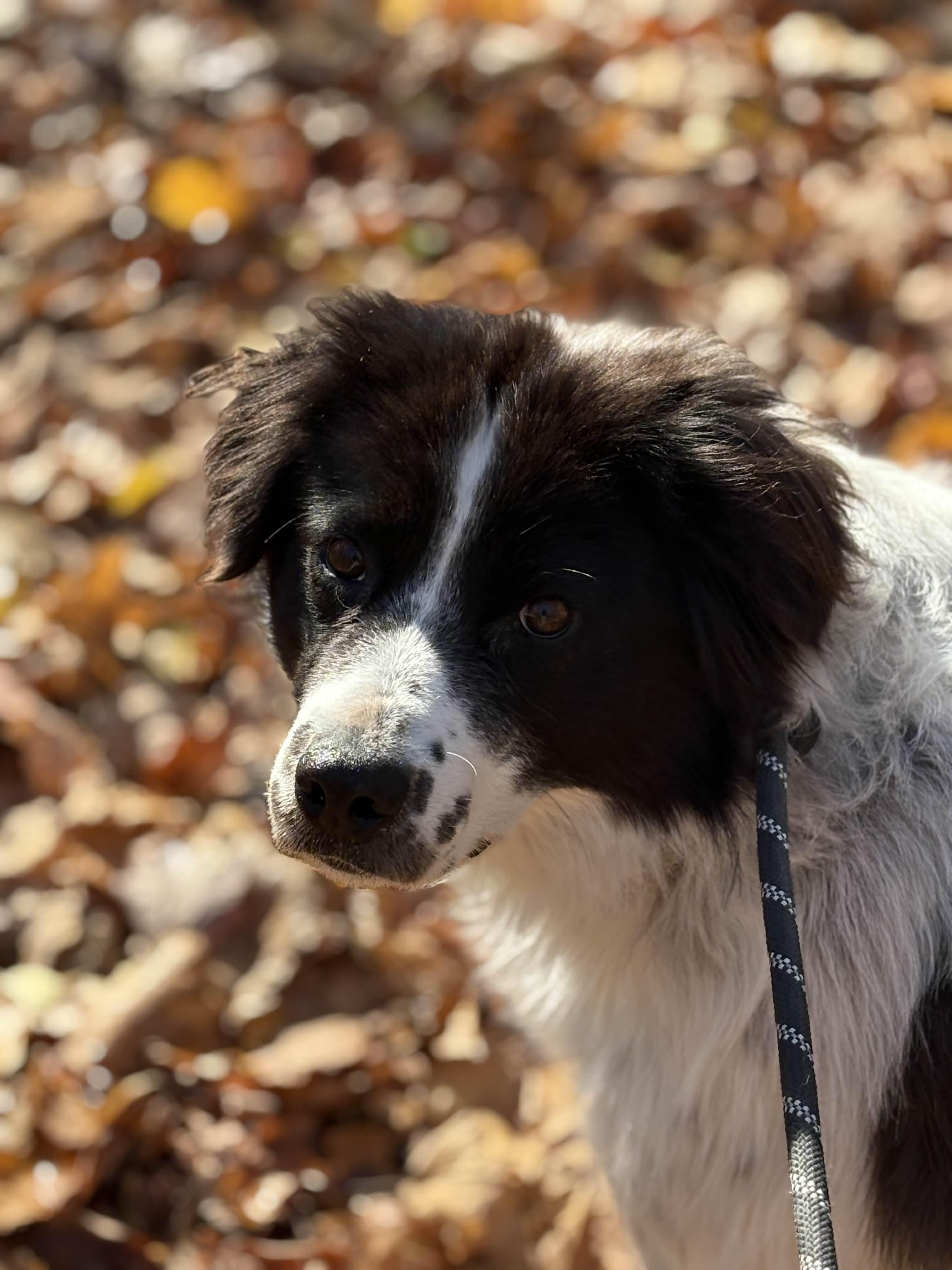 Charley, an adoptable Border Collie in Houghton, MI, 49931 | Photo Image 1